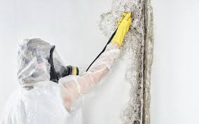 Mold Documentation for Insurance Claims